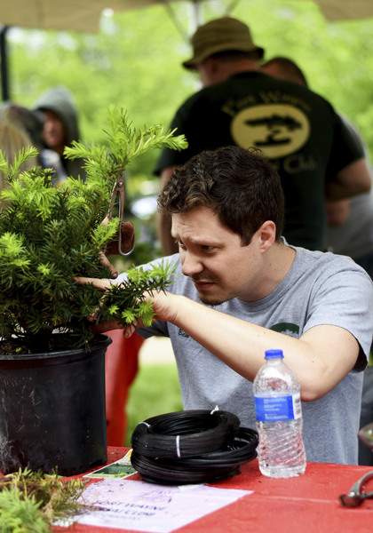 Ben trimming Bonsai