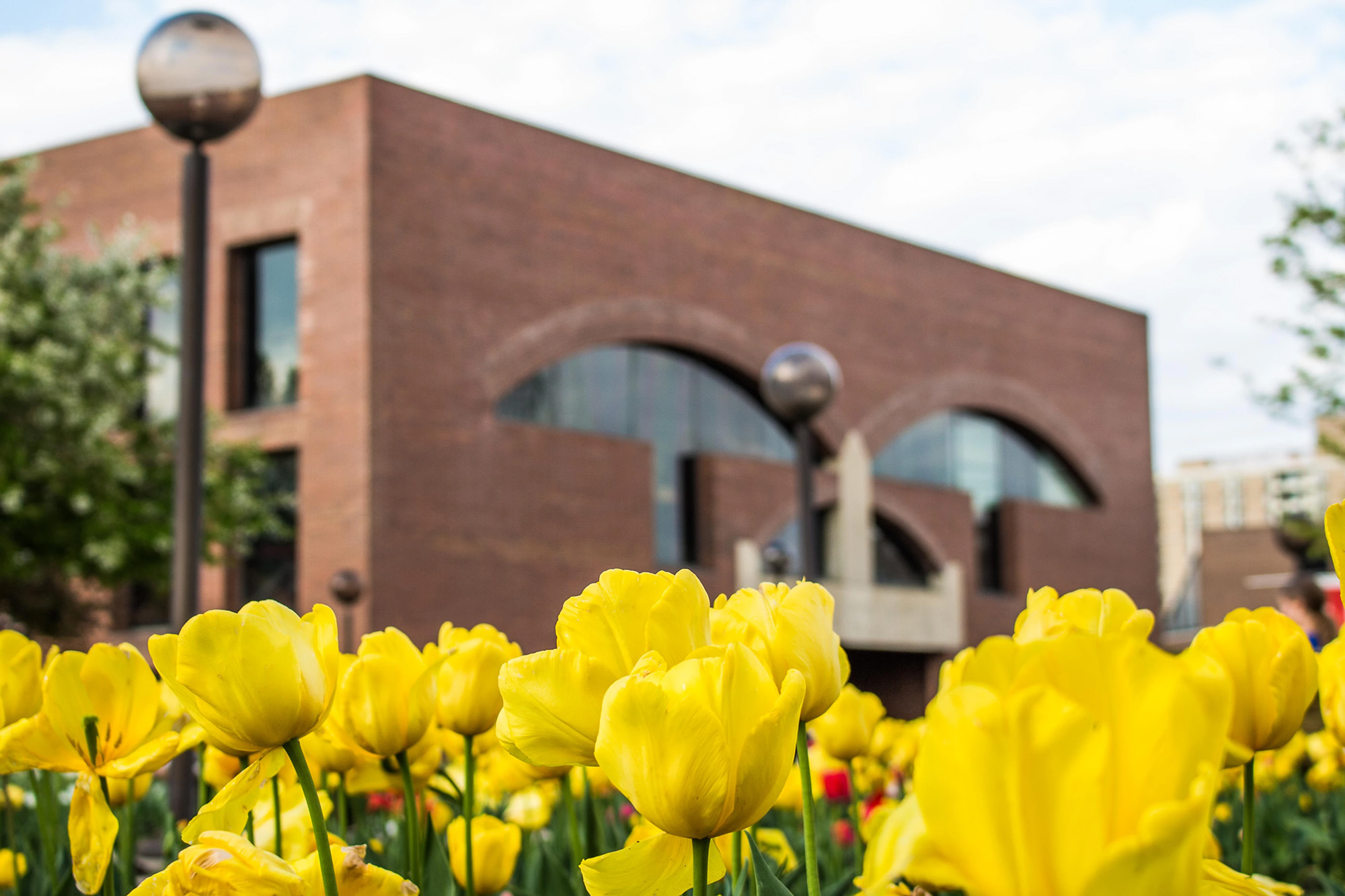 Yellow flowers at Kahn exhibit