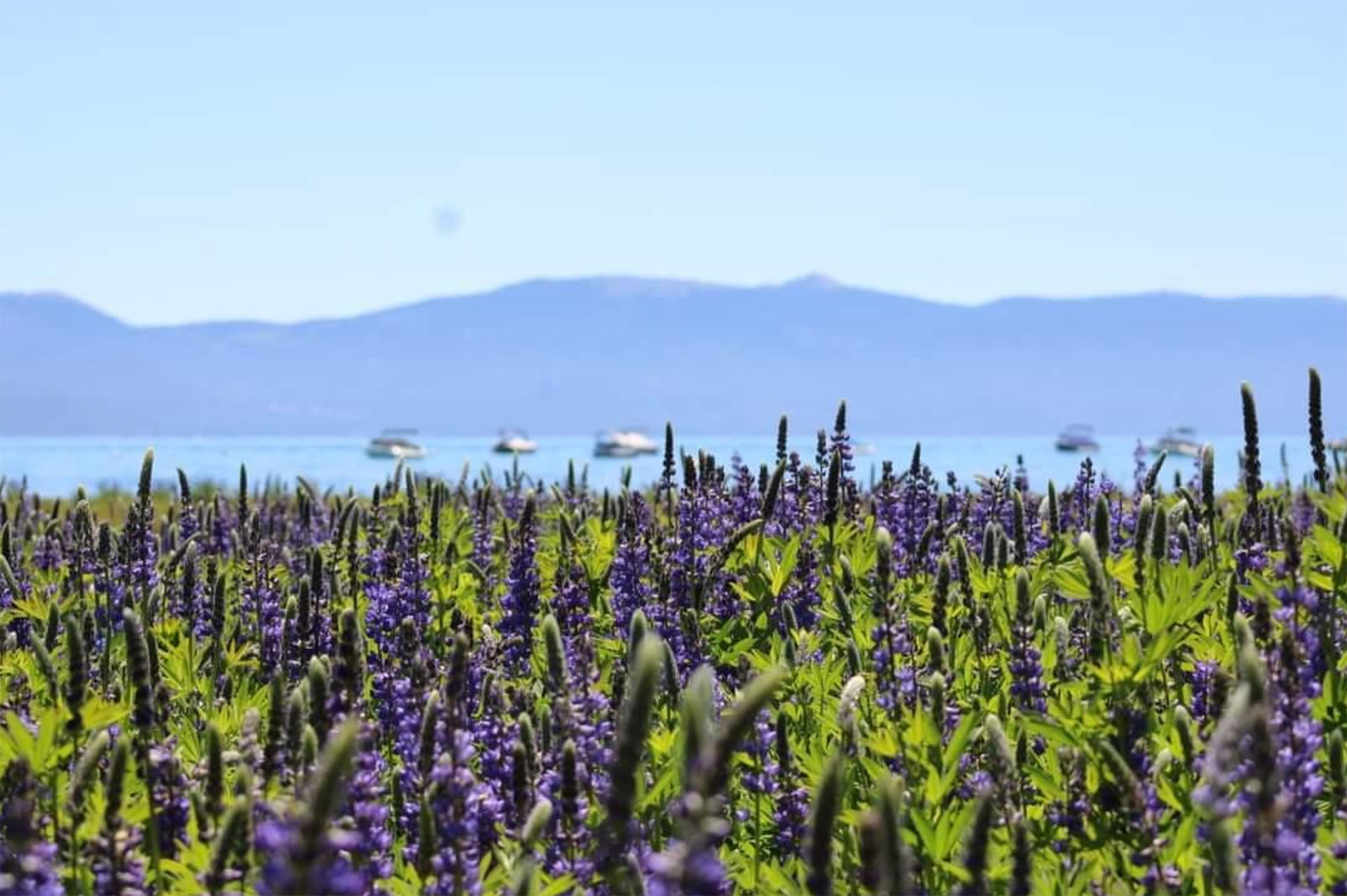 Picture of a field in Lake Tahoe