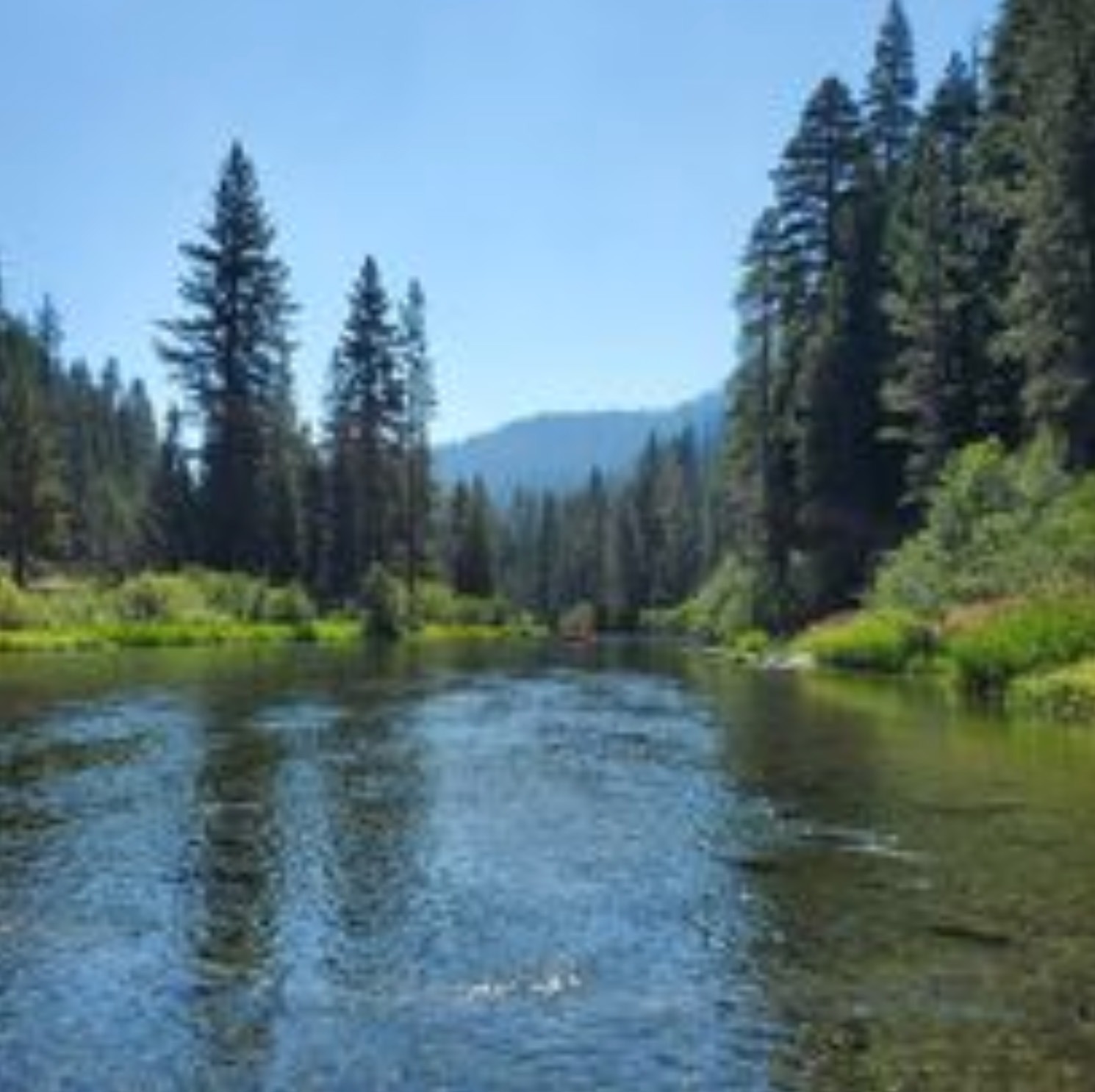 Picture of a river and trees