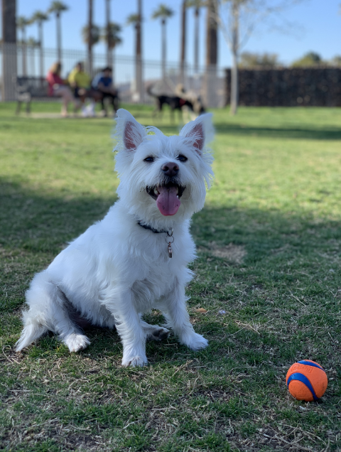 white dog and ball